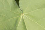 Velvetleaf 